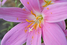 花,野生藏紅花,番紅花nudiflorus