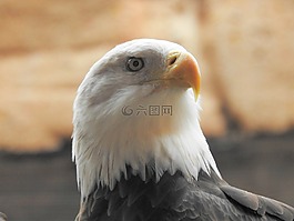 禿頭鷹,鷹,光頭
