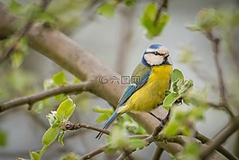 藍(lán)雀,山雀,鳴鳥