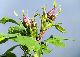 野玫瑰,芽,花