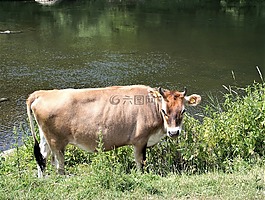 牛,性質(zhì),牛肉