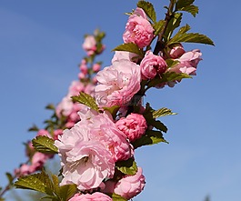 杏仁樹,科,芽