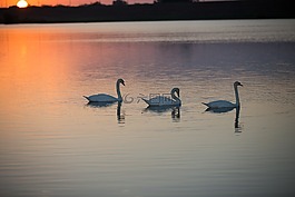 水,鳥,湖