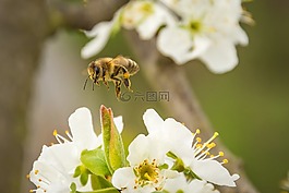 蜜蜂,開花,昆蟲