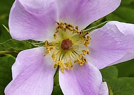 野玫瑰,花,粉紅色