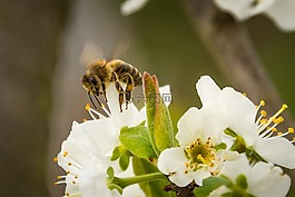 蜜蜂,開花,昆蟲