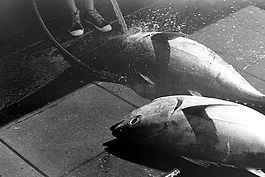 金槍魚,魚,捕魚