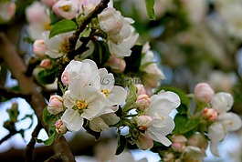 蘋果花,蘋果樹,科