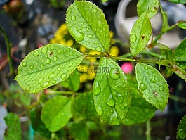 水,滴,植物