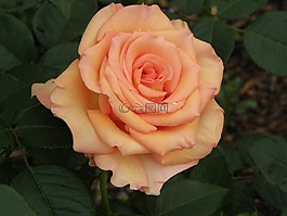 玫瑰,盛開(kāi),花