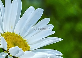 雛菊,野生花卉,植物