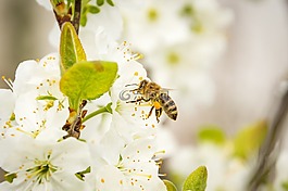 蜜蜂,開花,昆蟲