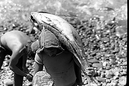 金槍魚,魚,弗里施