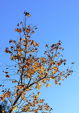 樹,枝杈,天空