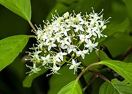 野生花卉,綠色,白