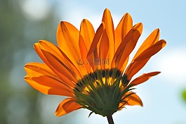 花,開花,橙