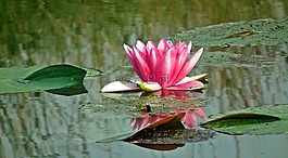 性質(zhì),植物,葉