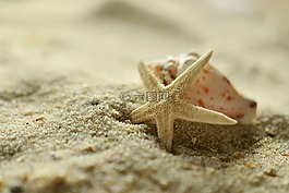 沙,海星,外殼