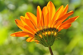 花,開(kāi)花,橙