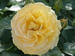 玫瑰,黃色,花