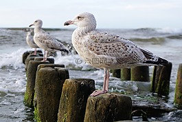 海鷗,波羅的海,海