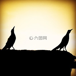 鳥,性質(zhì),水禽