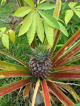 菠蘿,植物,成長