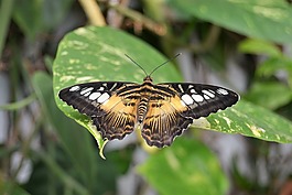蝴蝶,性質(zhì),翅膀