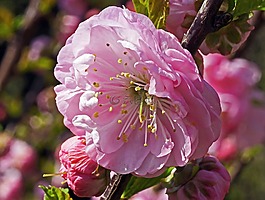 杏仁樹,單花,芽