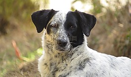 動(dòng)物界,犬,很好