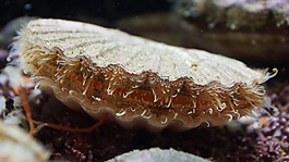 扇貝,海,海鮮