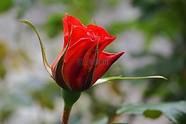 鮮花,性質(zhì),紅玫瑰