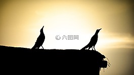鳥類,鳥,景觀