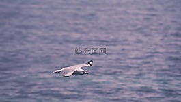 海鷗,飛行,水