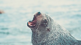 海獅,密封,動物