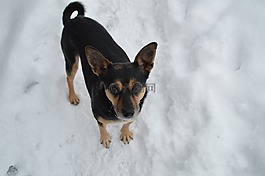 冬天,狗,小獵犬