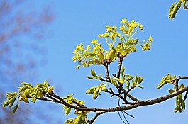 楓葉,鮮花,科