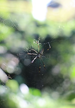 蜘蛛,自然,web