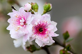 花,白,花瓣
