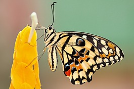 蝴蝶,蛾,昆蟲