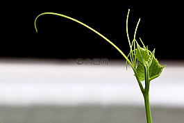 葉,植物區(qū)系,自然