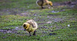 自然,動物,野生動物