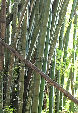 竹,森林,綠色