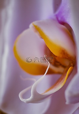 開花,蘭花,花