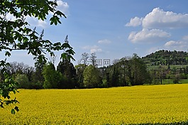 景觀,黃色,春