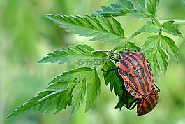 條紋的bug,昆蟲(chóng),配對(duì)