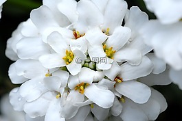 工廠,花,白