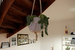 植物,鍋,裝潢
