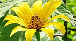 性質(zhì),植物,葉