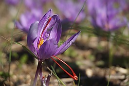藏紅花,收獲,花朵紅花